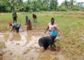 Members of the Corporative Community Women Self Empowerment and Advocacy (CCWSEA) work barefoot in a rice field in Pleebo, Maryland County, Liberia.