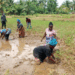 Members of the Corporative Community Women Self Empowerment and Advocacy (CCWSEA) work barefoot in a rice field in Pleebo, Maryland County, Liberia.