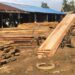 Workers unload and arrange planks at a Paynesville lumber yard amid concerns about harsh working conditions and foreign market dominance.