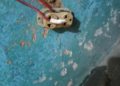 Exposed electrical outlet inside a residence in Pleebo City where a child died in a suspected electrocution incident.