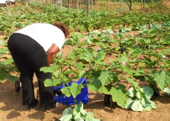 Farmer harvesting vegetables on agricultural field in Bomi County