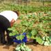 Farmer harvesting vegetables on agricultural field in Bomi County