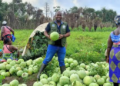 Farmers in Harper display bumper watermelon harvest in Maryland County