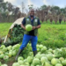 Farmers in Harper display bumper watermelon harvest in Maryland County