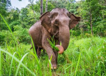 African forest elephant in vegetation, illustrating human-wildlife conflict concerns in Liberia.