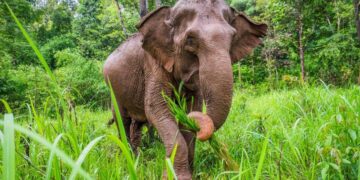 African forest elephant in vegetation, illustrating human-wildlife conflict concerns in Liberia.