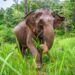 African forest elephant in vegetation, illustrating human-wildlife conflict concerns in Liberia.