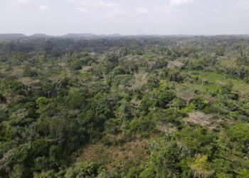 Konobo Community Forest in Grand Gedeh showing deforestation linked to cocoa farming in Liberia