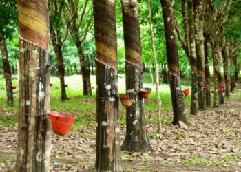 Rubber plantation showing latex tapping in Liberia illustrating rubber production sector