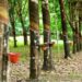 Rubber plantation showing latex tapping in Liberia illustrating rubber production sector
