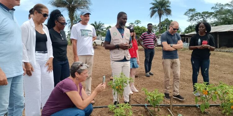 Dukuly Farm Emerges As Agricultural Hub, Draws Eu Praise In Bomi