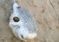 A toxic pufferfish discovered on a beach in Margibi County prompting a public safety warning from Liberia’s fisheries authority.