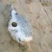 A toxic pufferfish discovered on a beach in Margibi County prompting a public safety warning from Liberia’s fisheries authority.
