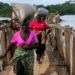 Residents gather near the collapsed temporary Payneberry Bridge in Buchanan, Grand Bassa County, after floodwaters swept away the pedestrian crossing.