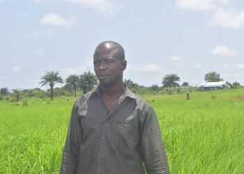 Workers cultivate rice at CRCA’s Jungle Farm in Lower Margibi County