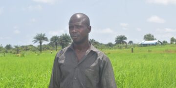 Workers cultivate rice at CRCA’s Jungle Farm in Lower Margibi County