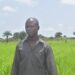 Workers cultivate rice at CRCA’s Jungle Farm in Lower Margibi County