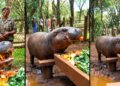 Bob, a pygmy hippopotamus at Nairobi Safari Walk in Kenya.