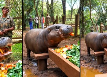 Bob, a pygmy hippopotamus at Nairobi Safari Walk in Kenya.