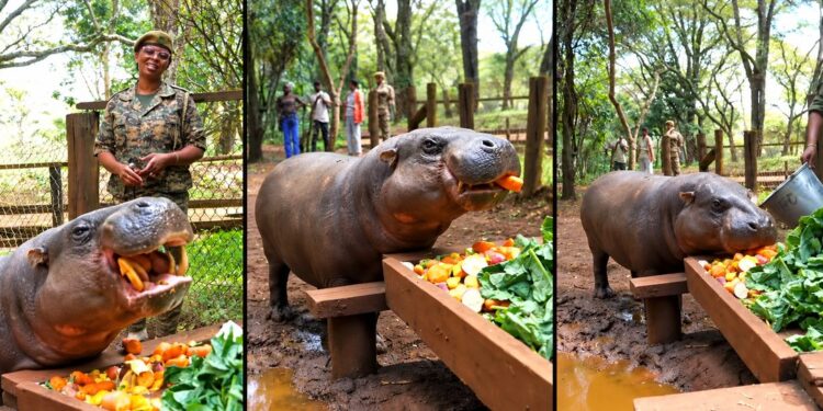 Bob, a pygmy hippopotamus at Nairobi Safari Walk in Kenya.