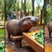 Bob, a pygmy hippopotamus at Nairobi Safari Walk in Kenya.